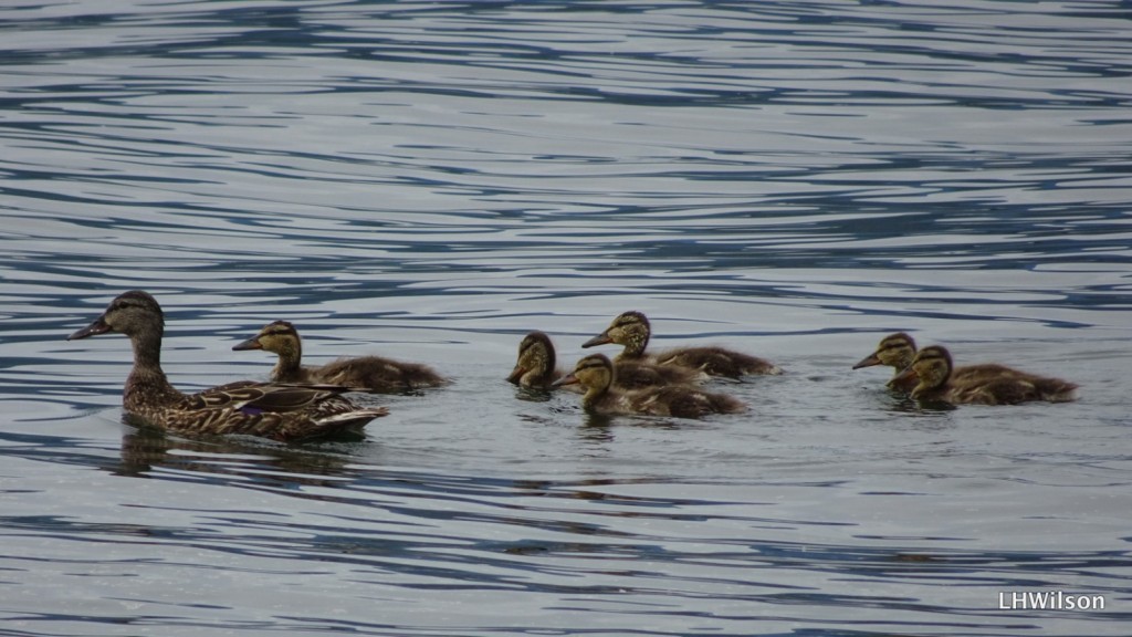 A group of ducks swimming in water

Description automatically generated with medium confidence