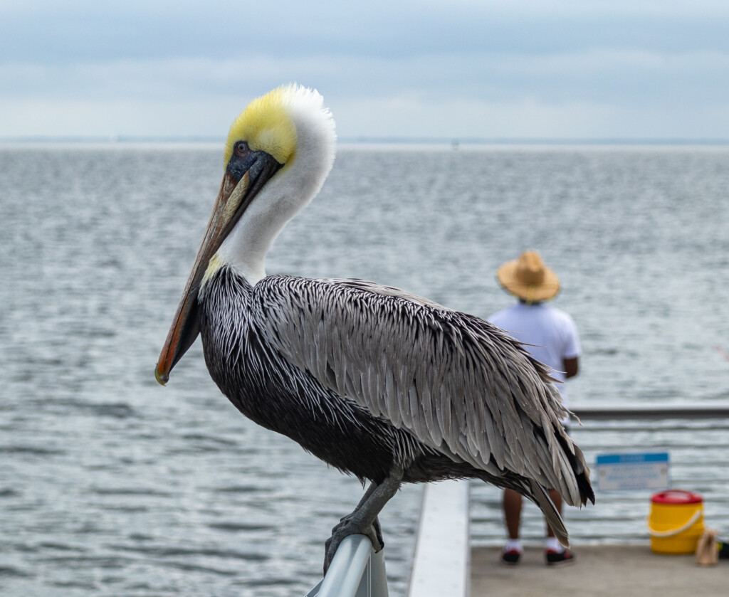 A picture containing water, outdoor, sky, bird

Description automatically generated