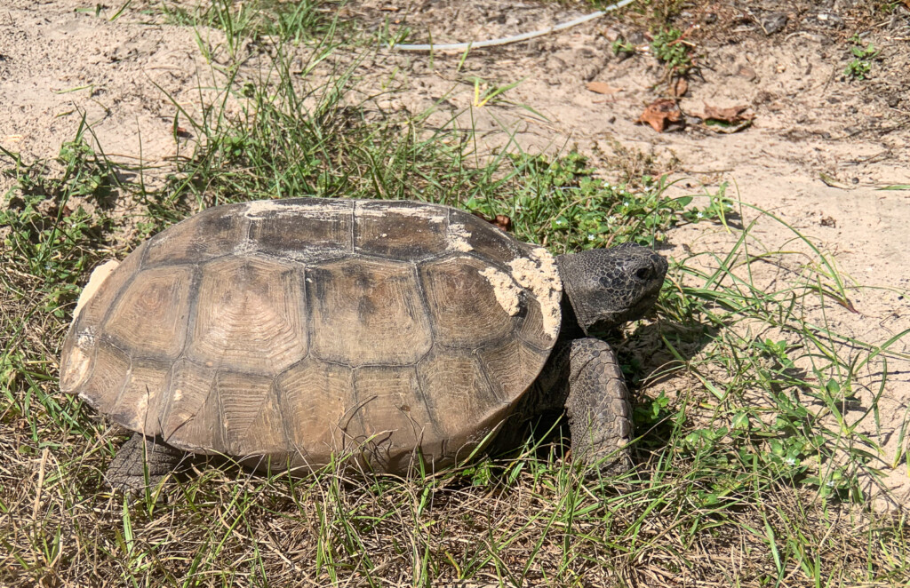 A turtle on the ground

Description automatically generated with medium confidence