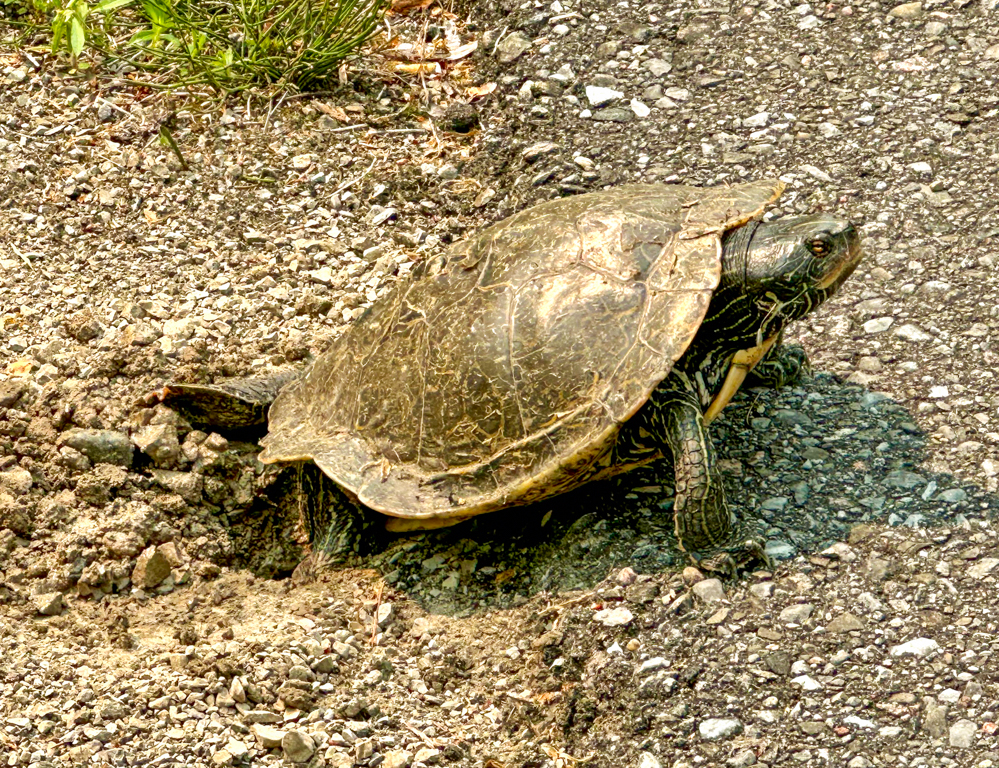 A picture containing mammal, reptile, turtle, outdoor

Description automatically generated