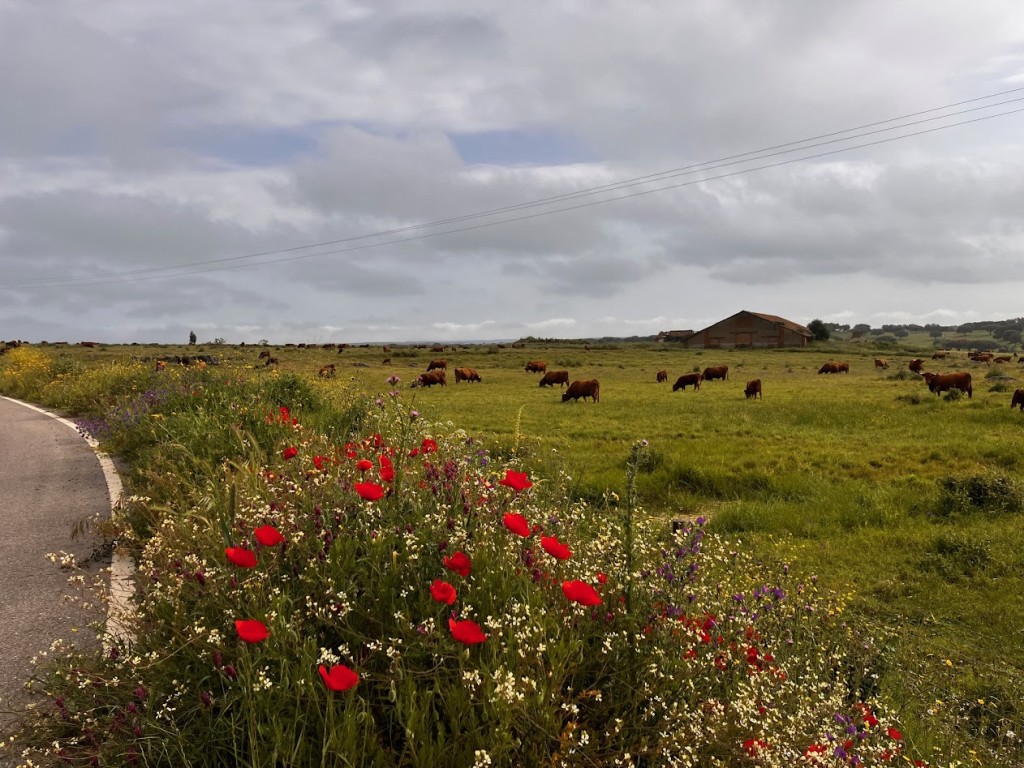 A field of flowers with cows in the background

Description automatically generated