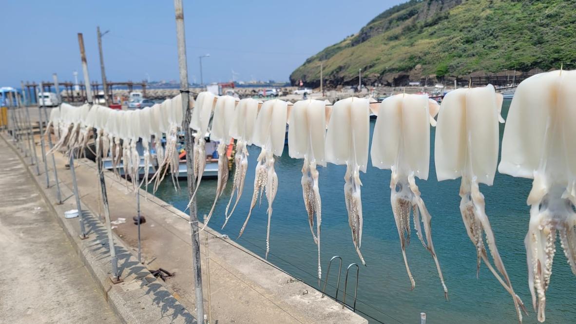 A row of squid on a line

Description automatically generated