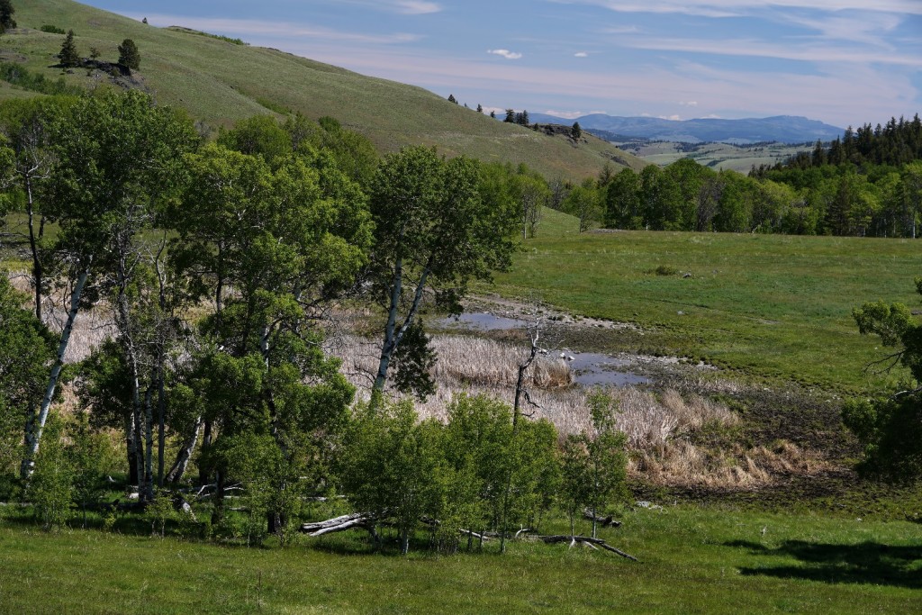 A green field with trees and a pond

Description automatically generated