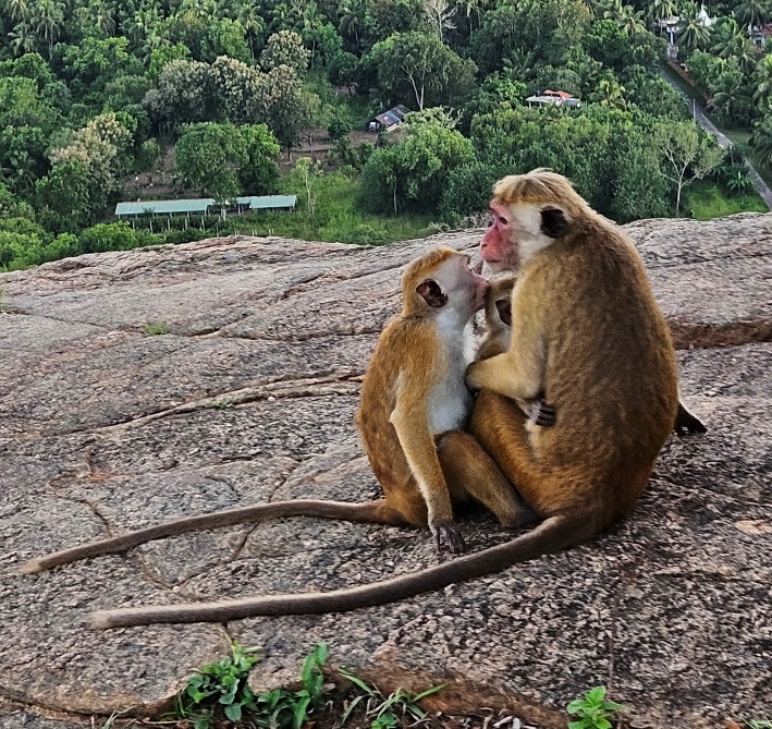 A monkey sitting on a rock with a baby monkey

Description automatically generated