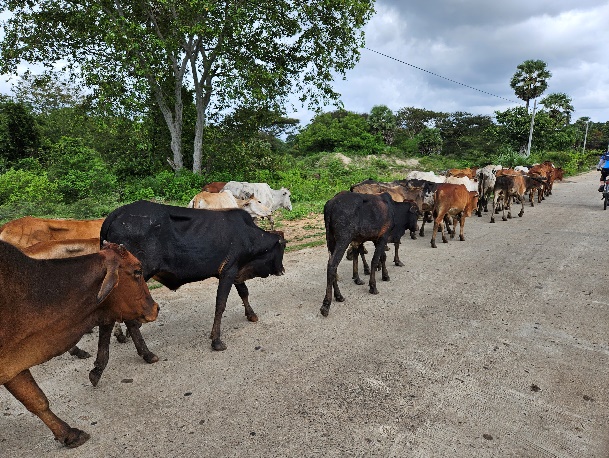 A group of cows walking on a road

Description automatically generated