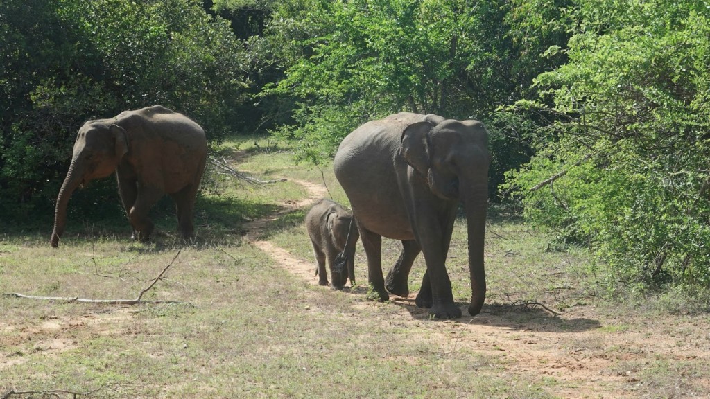 A group of elephants walking on a dirt path

Description automatically generated