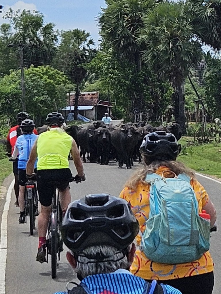 A group of people riding bikes on a road with cows

Description automatically generated