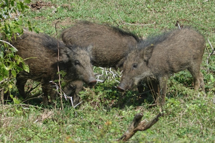 A group of wild boars in a grassy field

Description automatically generated