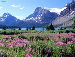 A field of purple flowers and mountains with Glacier National Park in the background

AI-generated content may be incorrect.